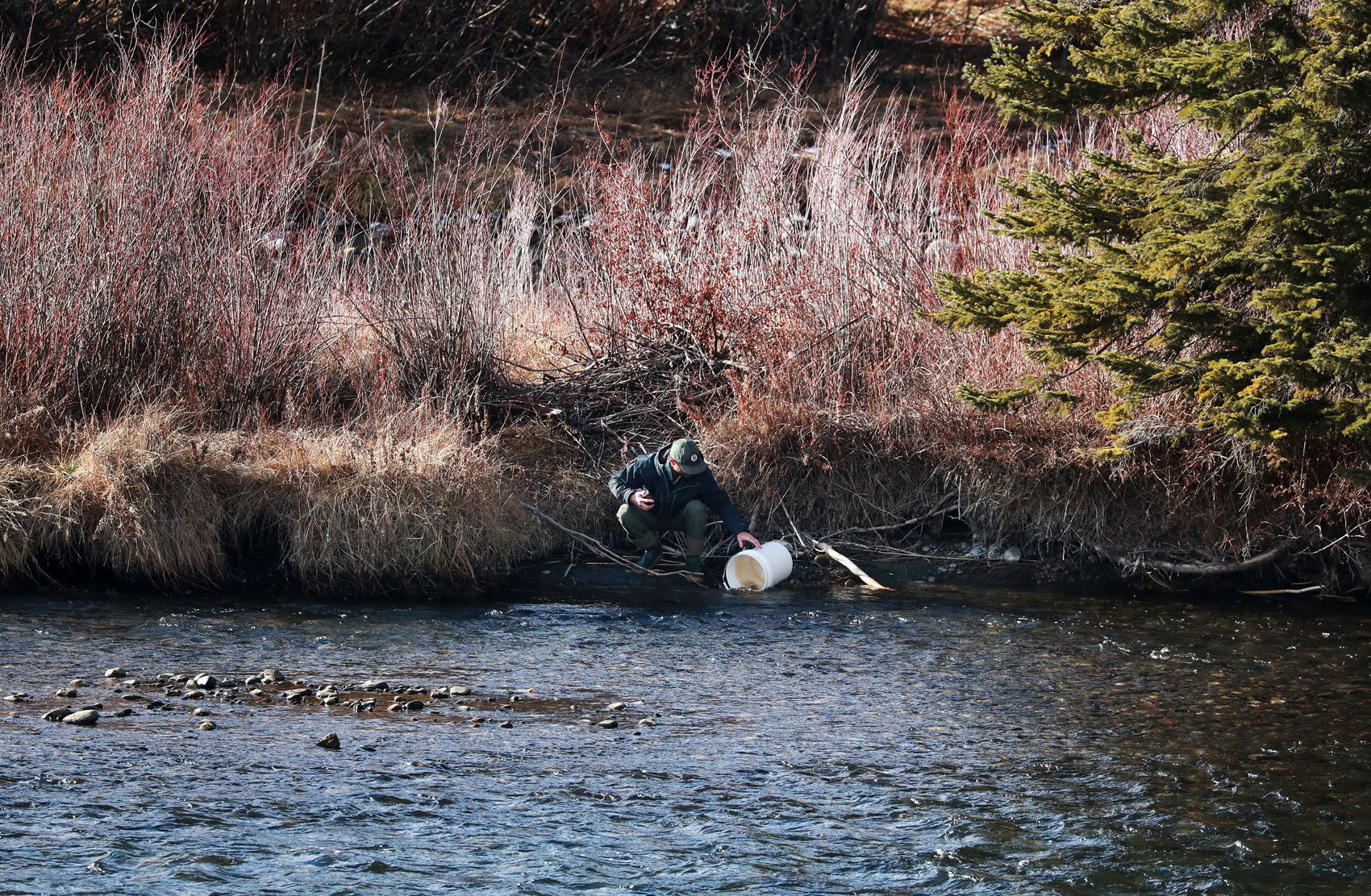 Volunteers scour the Madison River to save trapped fish after dam malfunction cut off water